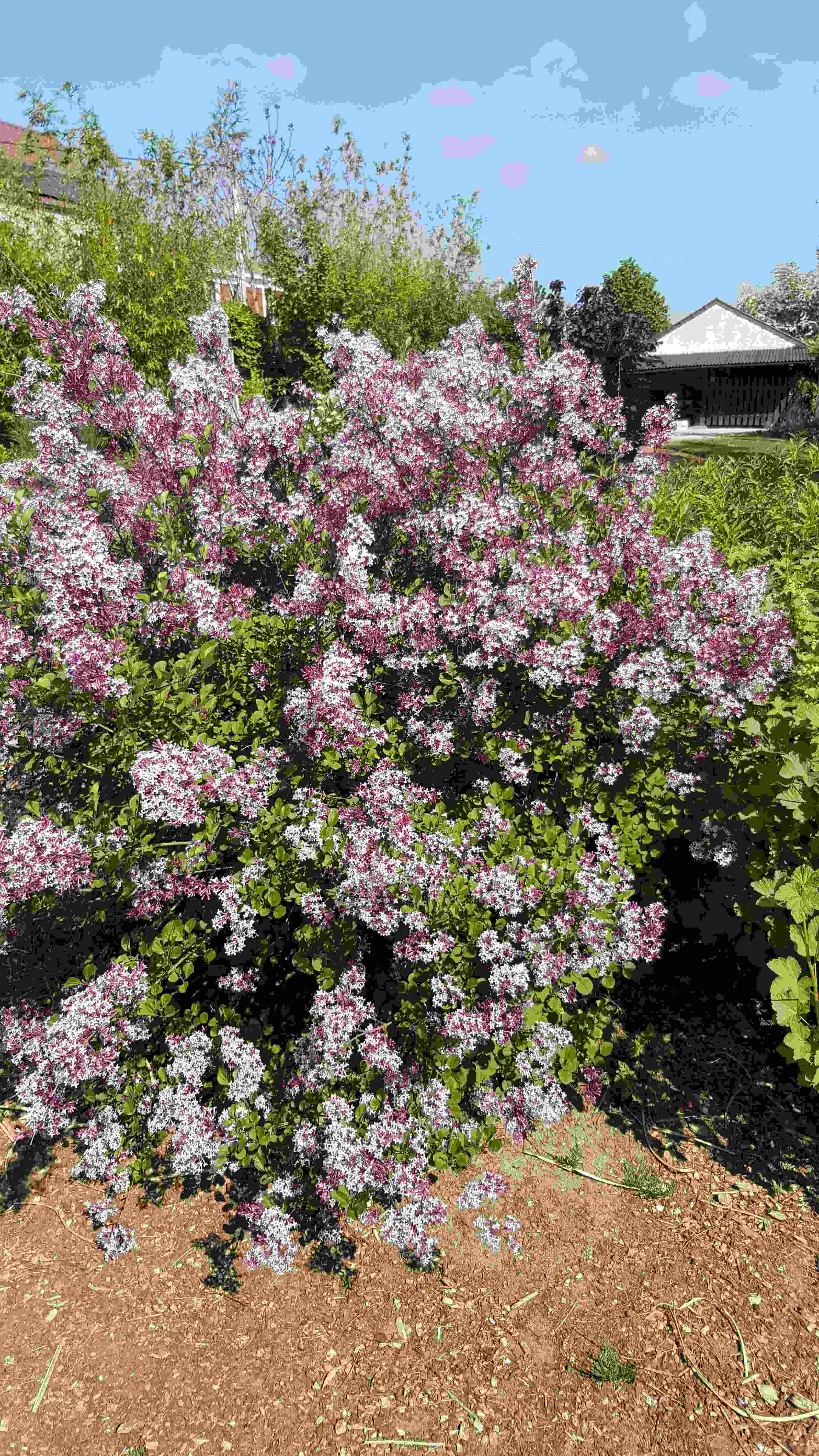 lilas red pix2020.04.26.jpg